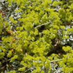 Eriogonum crocatum - saffron buckwheat