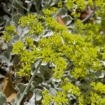 Eriogonum crocatum - saffron buckwheat