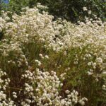 Eriogonum fasciculatum - California buckwheat
