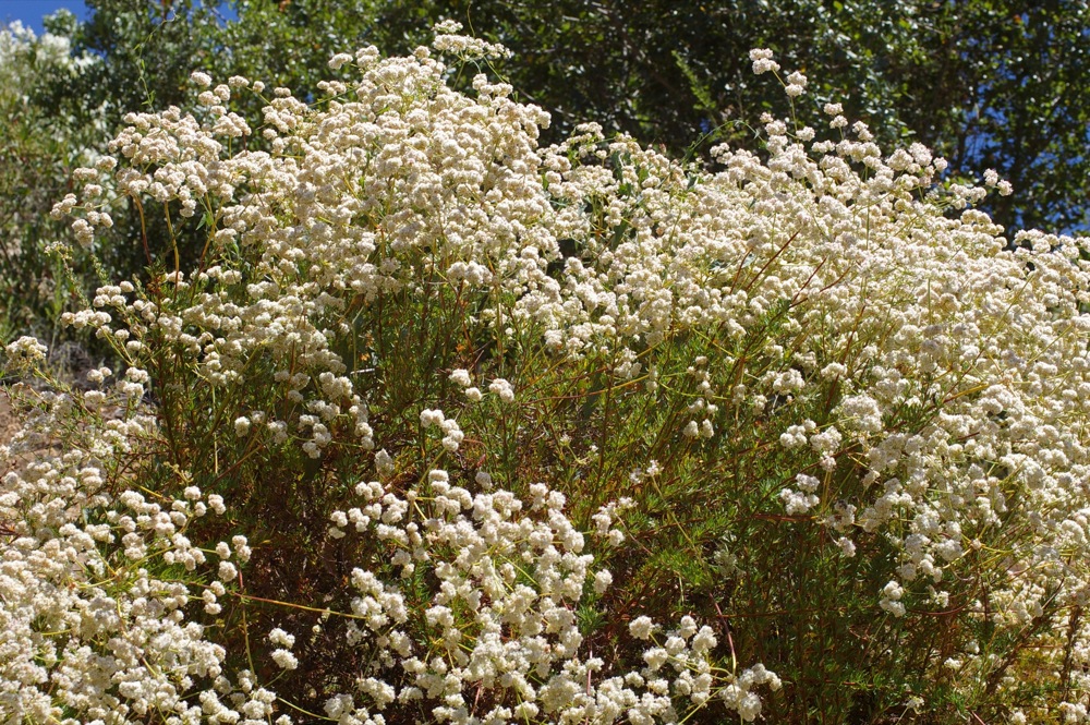 Eriogonum fasciculatum - California buckwheat