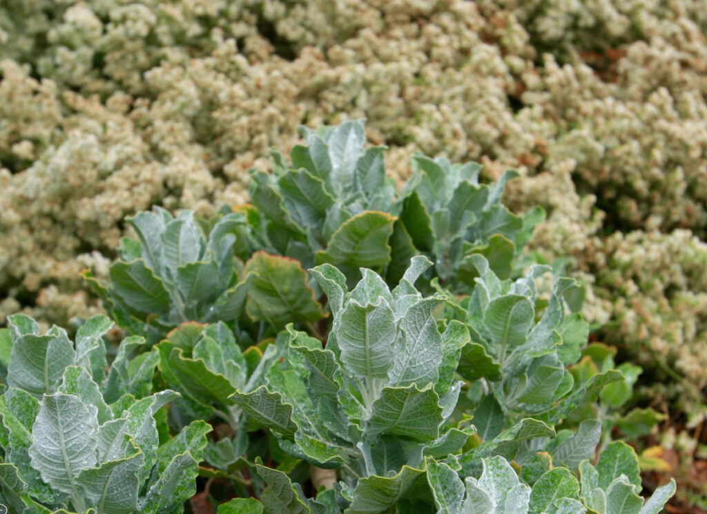 Eriogonum giganteum - St. Catherine's Lace