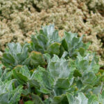 Eriogonum giganteum - St. Catherine's Lace