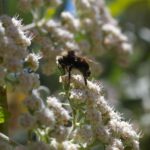 Eriogonum giganteum - St. Catherine's Lace