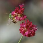 Eriogonum grande var. rubescens - red buckwheat