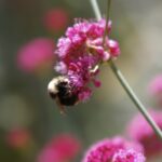 Eriogonum grande var. rubescens - red buckwheat