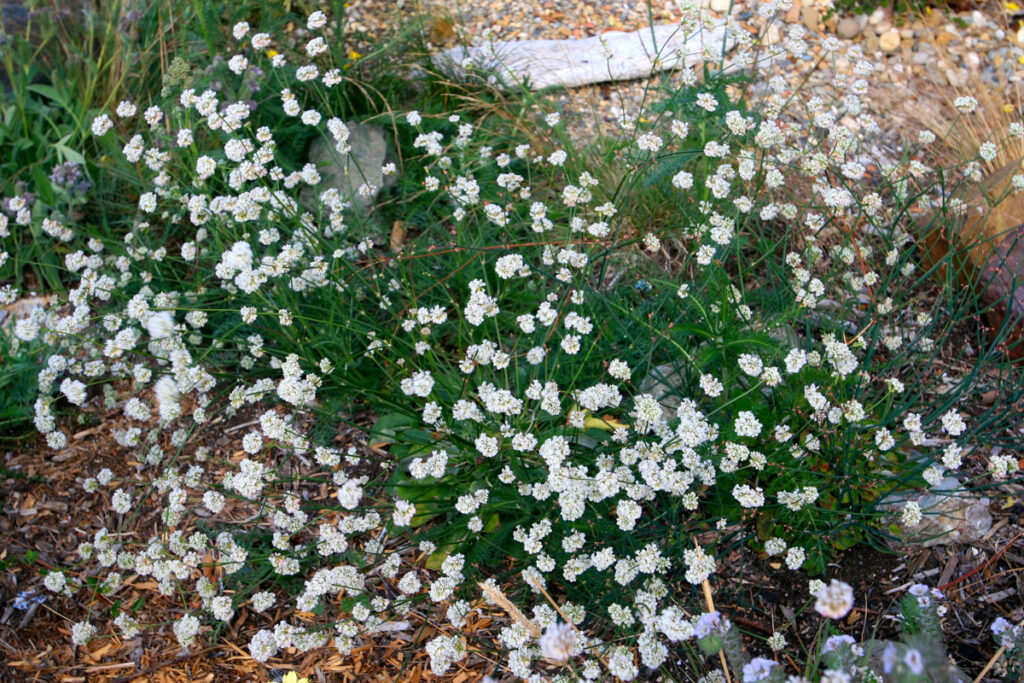 Eriogonum nudum - naked buckwheat