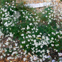Eriogonum nudum