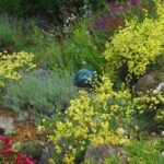 Eriogonum nudum 'Ella Nelson's Yellow' - naked buckwheat