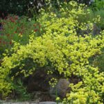 Eriogonum nudum 'Ella Nelson's Yellow' - naked buckwheat