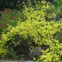 Eriogonum nudum ‘Ella Nelson’s Yellow’