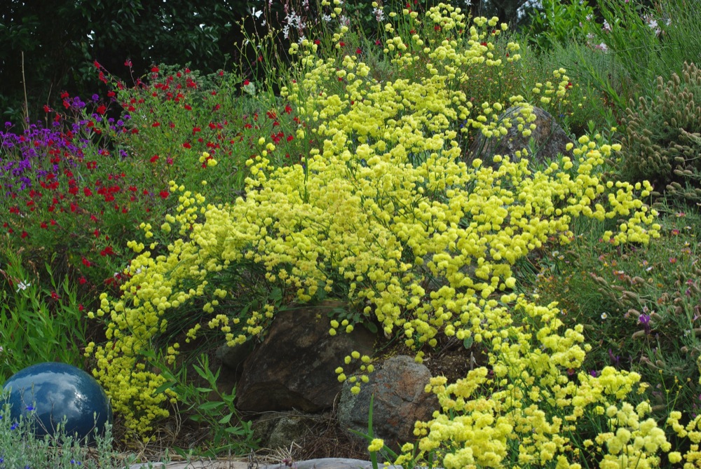Eriogonum nudum 'Ella Nelson's Yellow' - naked buckwheat
