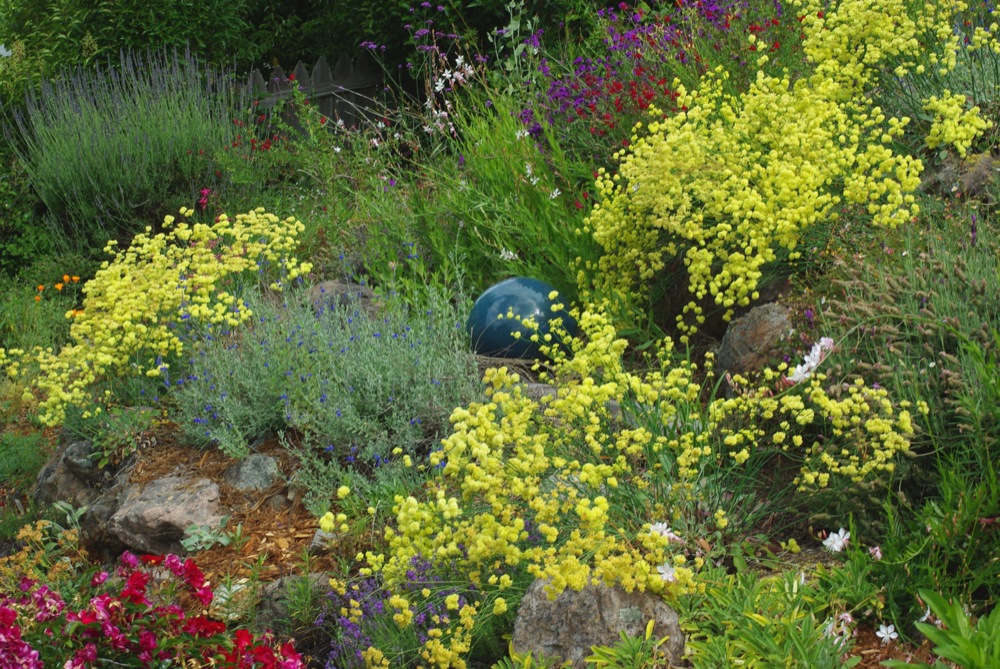 Eriogonum nudum 'Ella Nelson's Yellow' - naked buckwheat