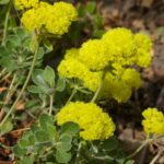 Eriogonum umbellatum var. polyanthum 'Shasta Sulphur' - sulphur flower buckwheat