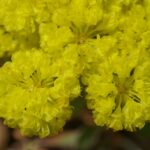 Eriogonum umbellatum var. polyanthum 'Shasta Sulphur' - sulphur flower buckwheat