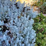 Eriogonum crocatum - saffron buckwheat
