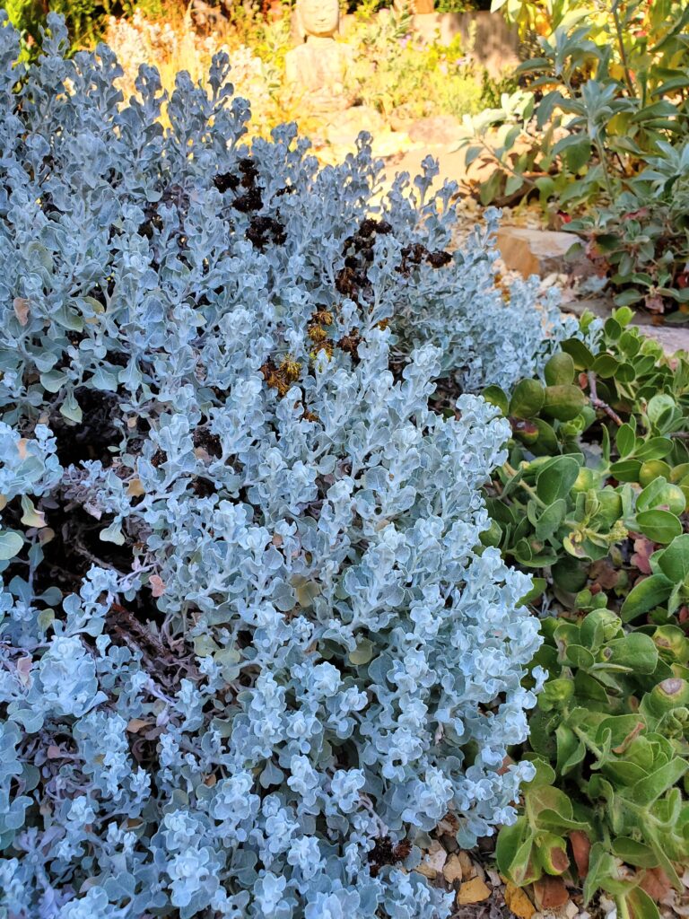 Eriogonum crocatum - saffron buckwheat