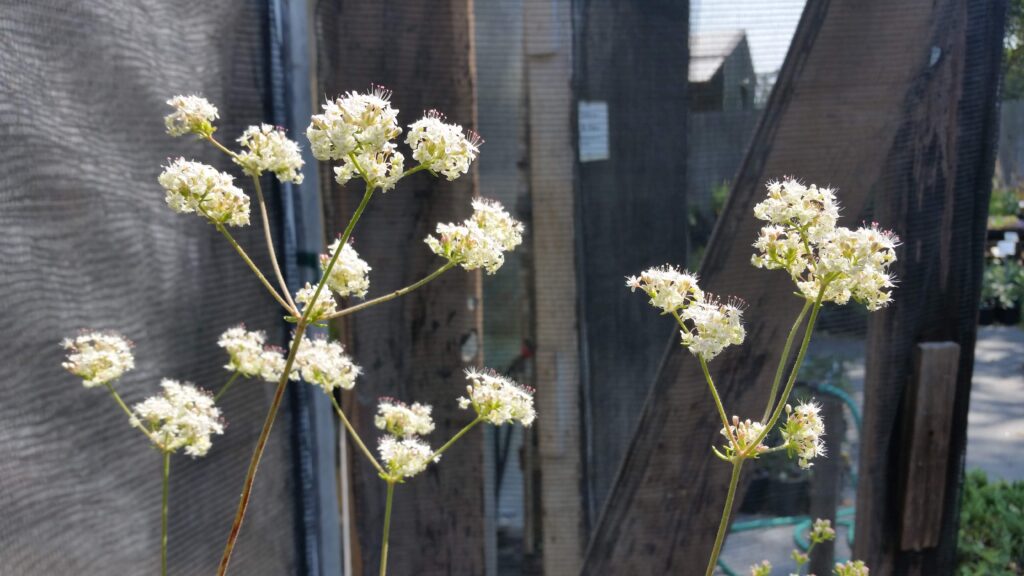 Eriogonum fasciculatum - California buckwheat