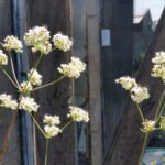 Eriogonum fasciculatum - California buckwheat