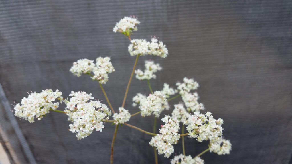 Eriogonum fasciculatum - California buckwheat