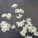Eriogonum fasciculatum - California buckwheat