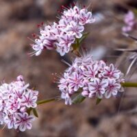 Eriogonum fasciculatum