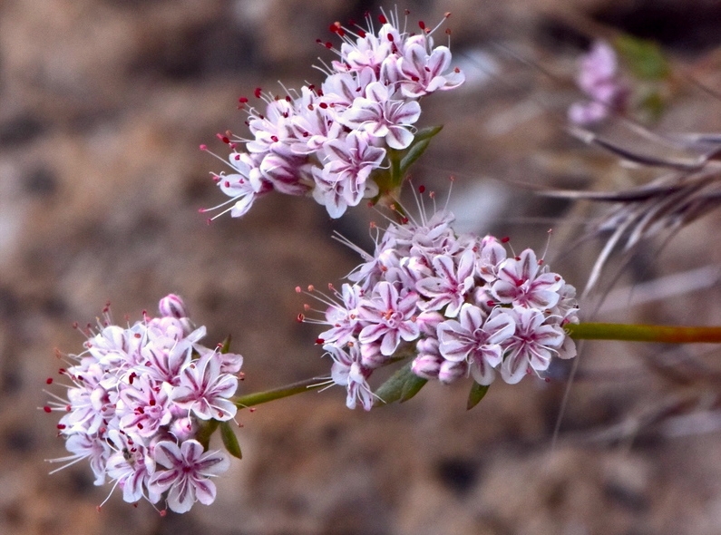 Eriogonum fasciculatum - California buckwheat
