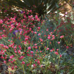 Eriogonum grande var. rubescens - red buckwheat