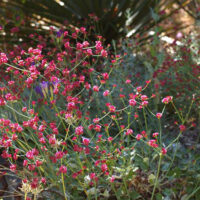 Eriogonum grande var. rubescens