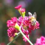 Eriogonum grande var. rubescens - red buckwheat