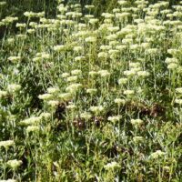 Eriogonum heracleoides