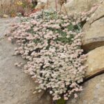 Eriogonum latifolium - coastal bluff buckwheat