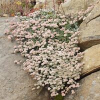 Eriogonum latifolium