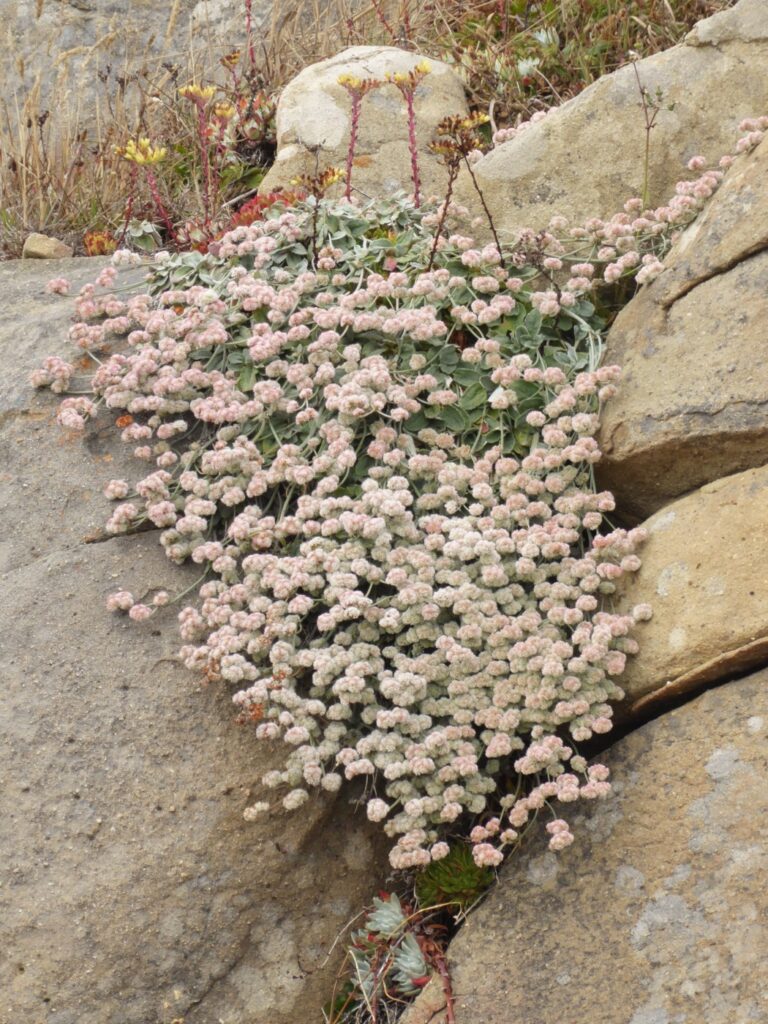Eriogonum latifolium - coastal bluff buckwheat