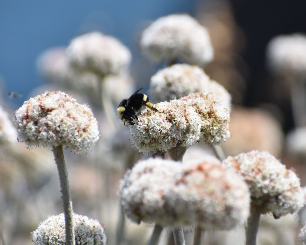 Eriogonum latifolium - coastal bluff buckwheat