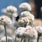 Eriogonum latifolium - coastal bluff buckwheat