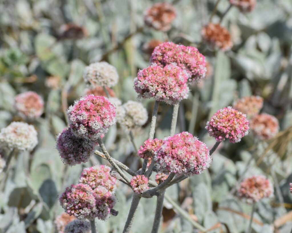 Eriogonum latifolium - coastal bluff buckwheat