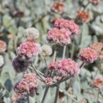 Eriogonum latifolium - coastal bluff buckwheat