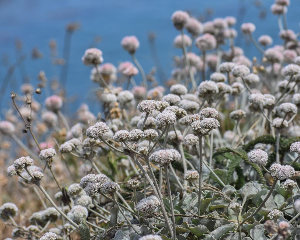 Eriogonum latifolium - coastal bluff buckwheat