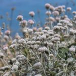 Eriogonum latifolium - coastal bluff buckwheat