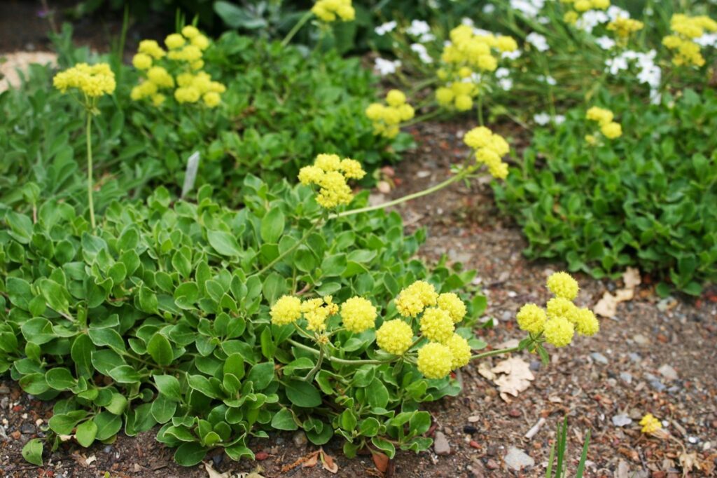 Eriogonum umbellatum var. aureum 'Kannah Creek' - golden sulphur flower buckwheat