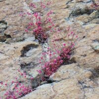 Eriogonum vimineum