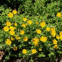 Eriophyllum lanatum ‘Horseshoe Cove’