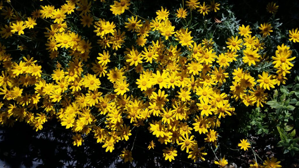 Eriophyllum lanatum 'Siskiyou' - woolly sunflower