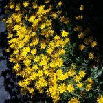 Eriophyllum lanatum 'Siskiyou' - woolly sunflower
