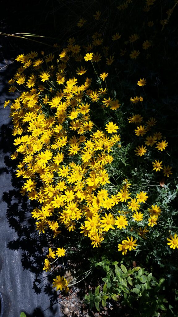 Eriophyllum lanatum 'Siskiyou' - woolly sunflower