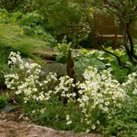 Erysimum franciscanum
