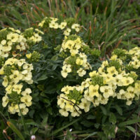 Erysimum concinnum