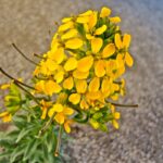 Erysimum menziesii - Menzie's wallflower