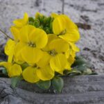 Erysimum menziesii - Menzie's wallflower