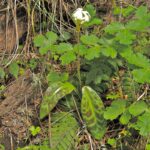 Erythronium oregonum - giant fawn lily